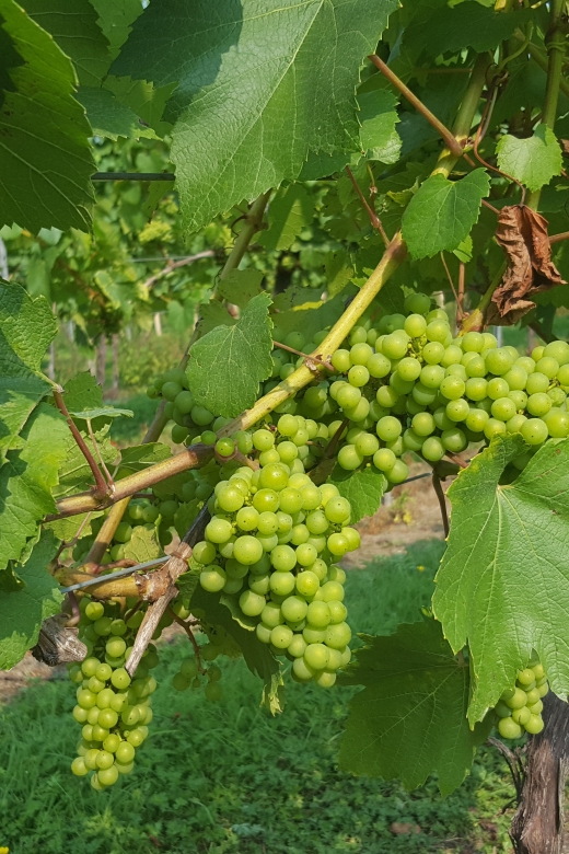 London: Full-Day English Wine Tour with Lunch - Starting in London: London Bridge Pickup at 9 AM