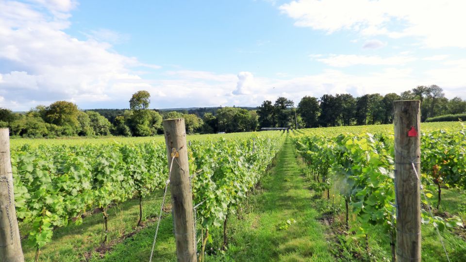 London: Full-Day English Wine Tour with Lunch - Vineyard Stop One: First Tastings and a Proper Welcome