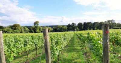 London: Full-Day English Wine Tour with Lunch - The Mini-Bus Ride Out of the City: Views Plus Wine Context