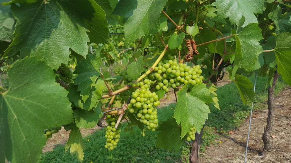 London: Full-Day English Wine Tour with Lunch - Vineyard Stop Three: Estate History, Another Tasting, and Final Shop Time