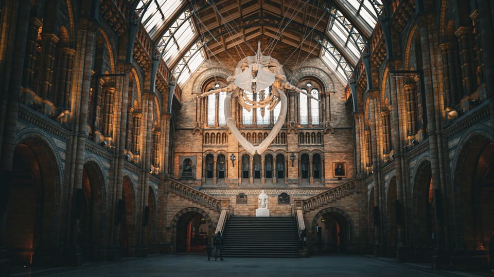 London: Guided Tour of the Natural History Museum - Dinosaur Gallery: Diplodocus First, So Your Brain Gets Oriented