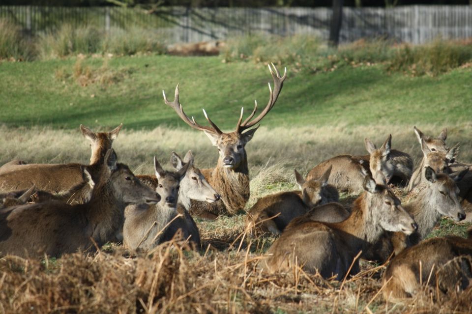 London: Royal Deer Park Bike Tour - Bike-day realities: fit, footing, and what to wear