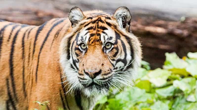 London Zoo: Entry Ticket - London Zoo entry for $41: what value really looks like