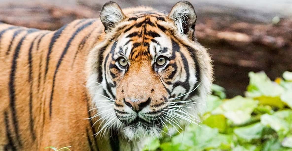 London Zoo: Entry Ticket - Tiger Territory: Sumatran tigers and what to watch for