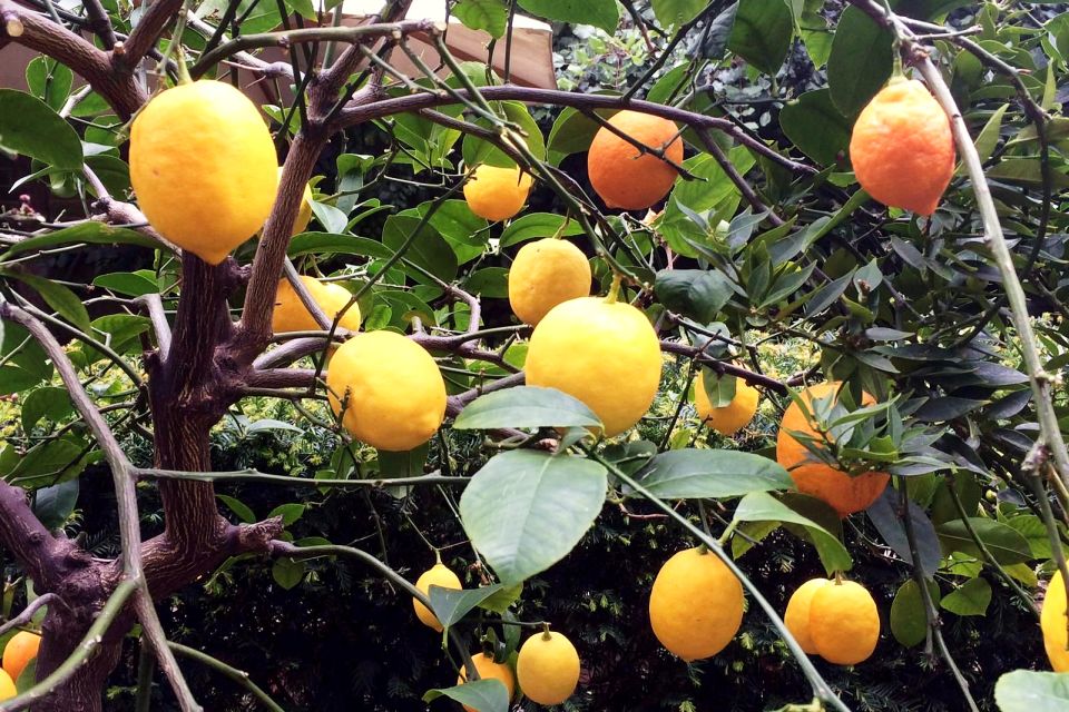 Secret Gardens of London Private Tour - Temple Gardens and behind-church courtyards: why these hidden spots matter